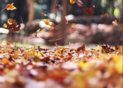 feuilles mortes à l automne