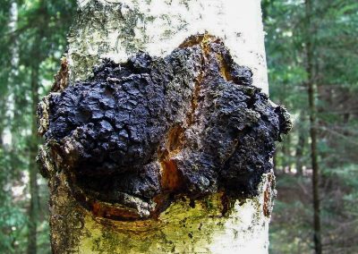 Chaga sur bouleau