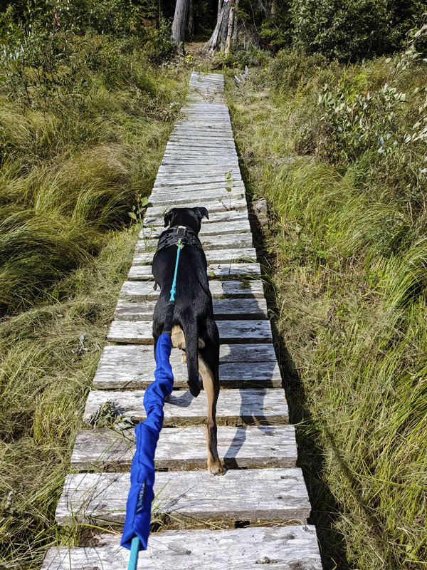 chien rando montagne du diable laurentides