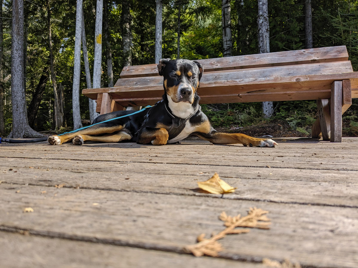 rando chien montagne du diable laurentides