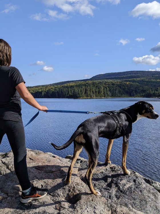 Test d’équipement pour randonner avec son chien