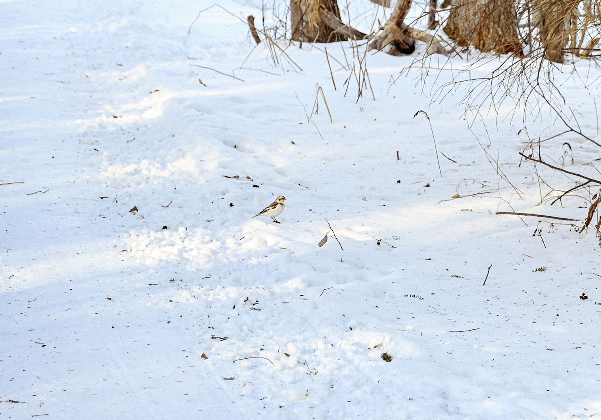 cote de beaupré cap tourmente hiver